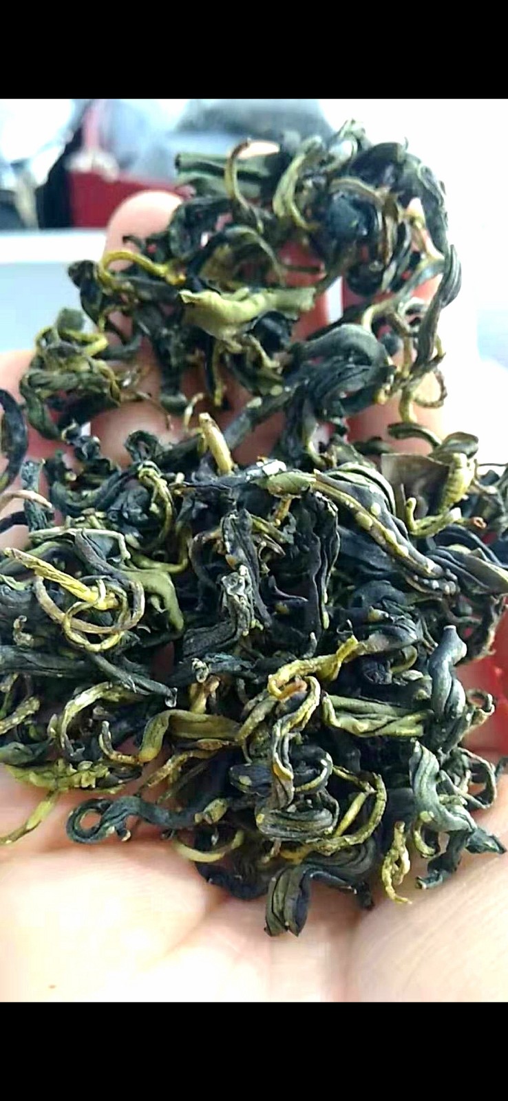 大雾岭.野生茶