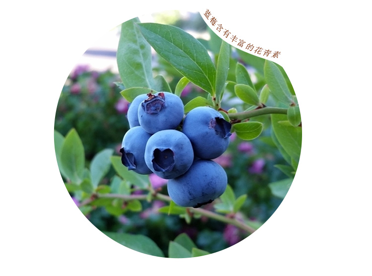 02-蓝笑蓝莓果酱（160gX6瓶）-详情页_14.jpg