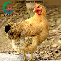 韶关【乐昌】农家散养土鸡肉质紧实 杀好约2.2斤/只