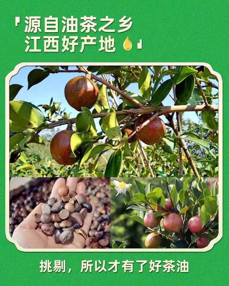 山茶油7.jpg