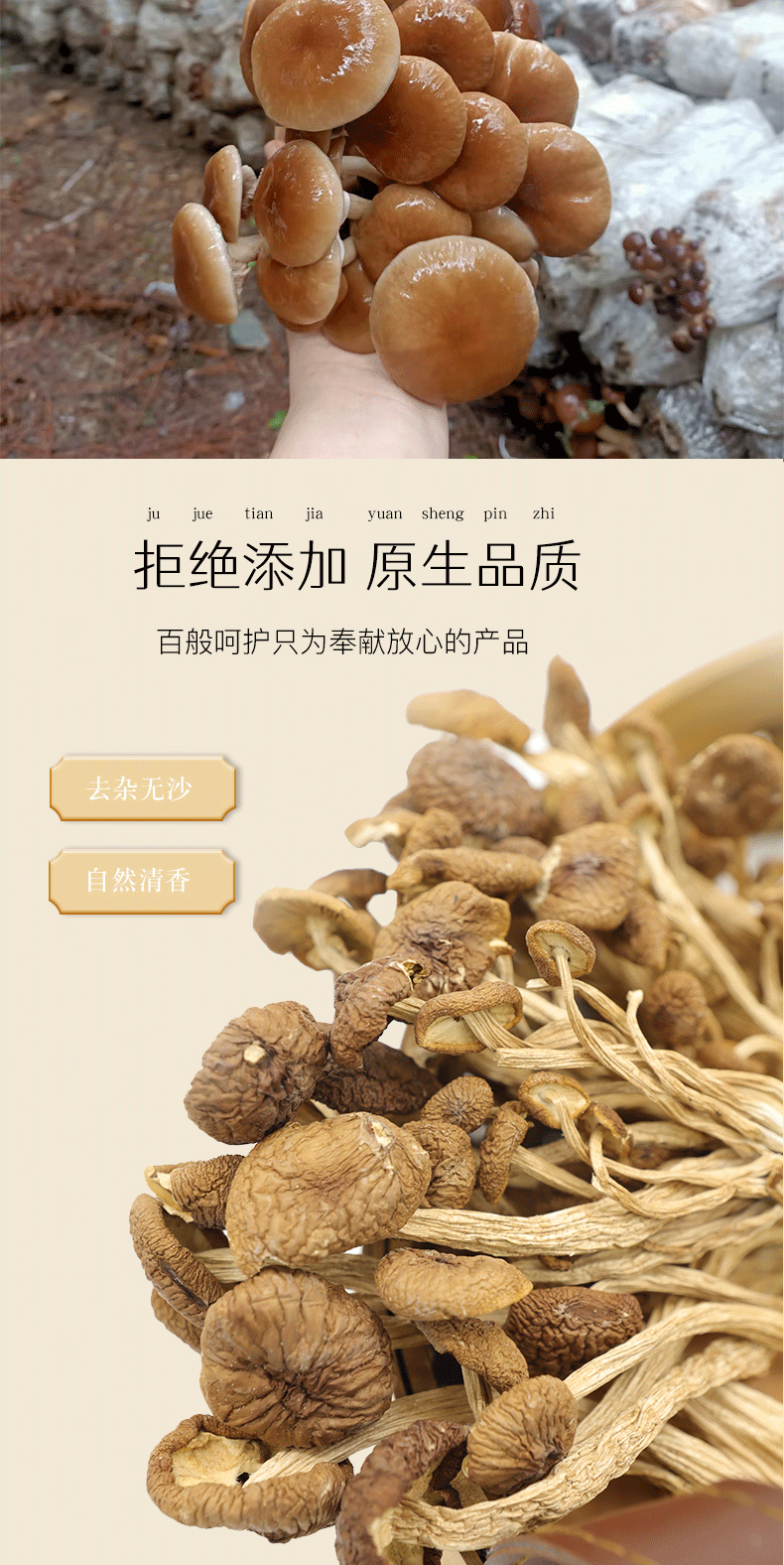 小茶树菇248g_02.png