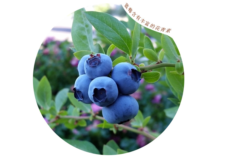 蓝莓原浆（268X6瓶）-详情页_14.jpg