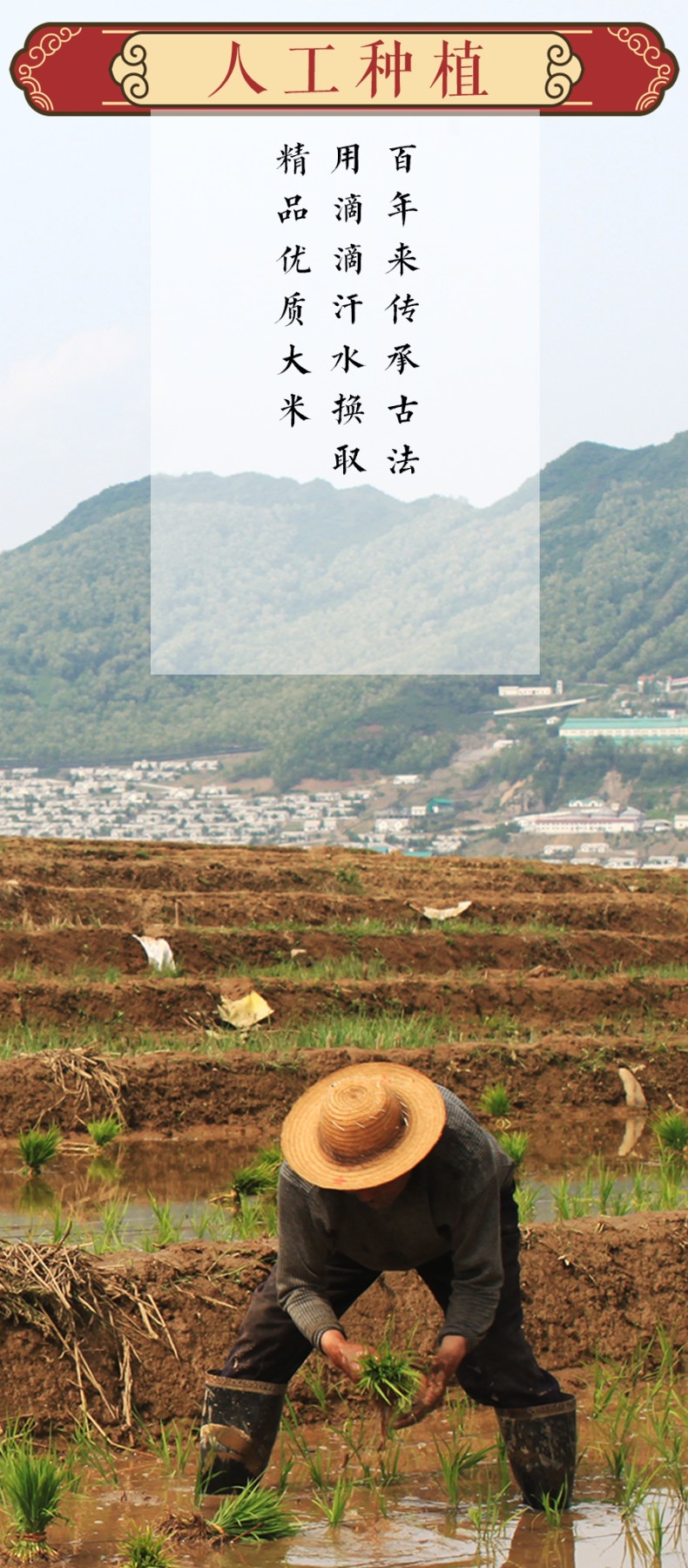 稻花香米2_02.jpg