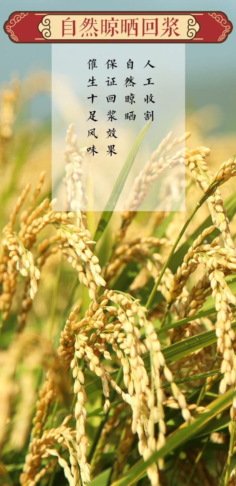 稻花香米2_03.jpg