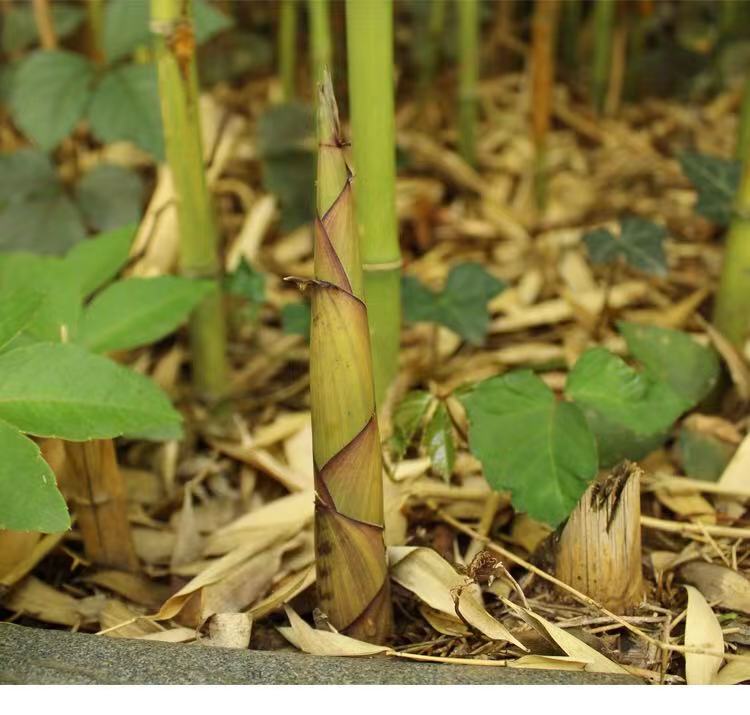 1666595953152901.jpg 5.jpg