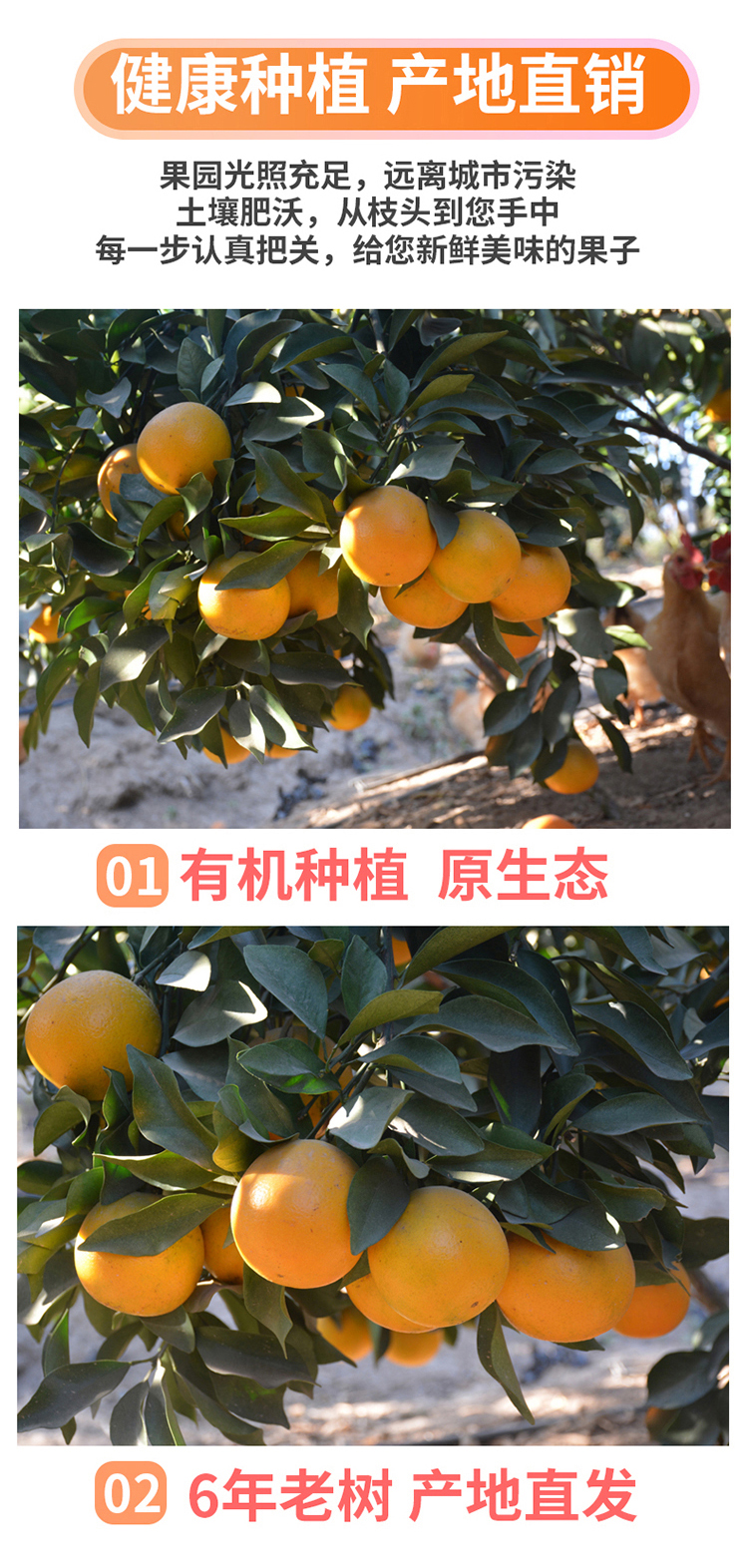 红江橙3.jpg