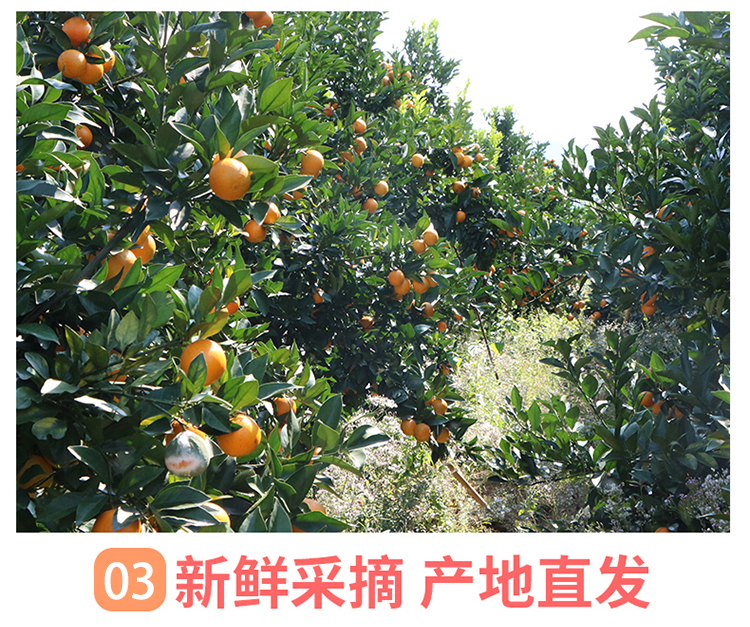 红江橙4.jpg