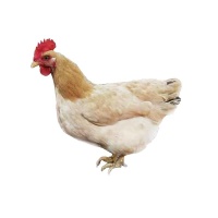 罗定 果园走地鸡1.5kg（只发广东省）
